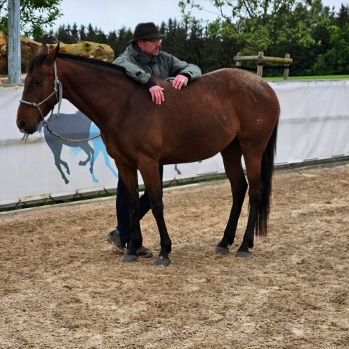 Falk Begemann - Mensch . Pferd . Coaching